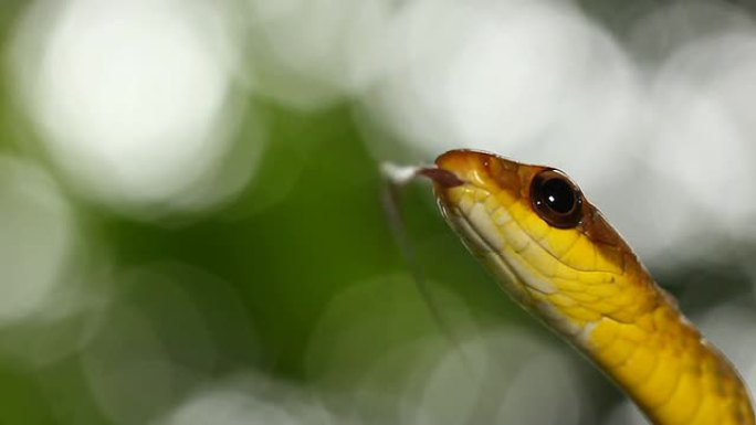 橄榄鞭蛇 (Chironius fuscus)