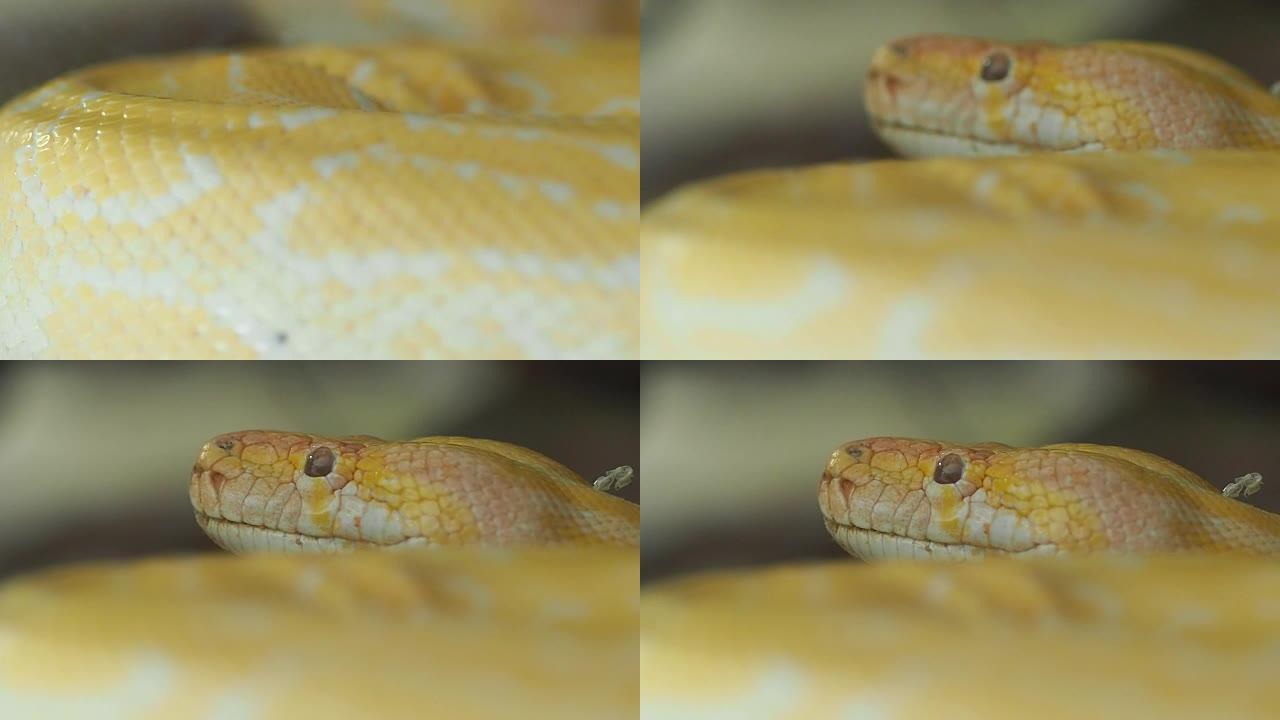 金泰蟒 (Python bivittatus) 蛇