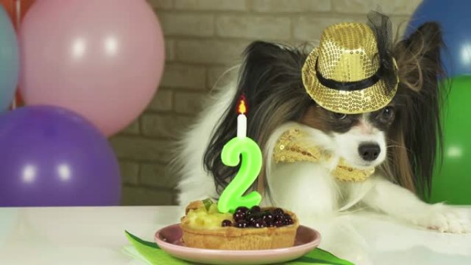 花式狗Papillon吃生日蛋糕与蜡烛素材视频