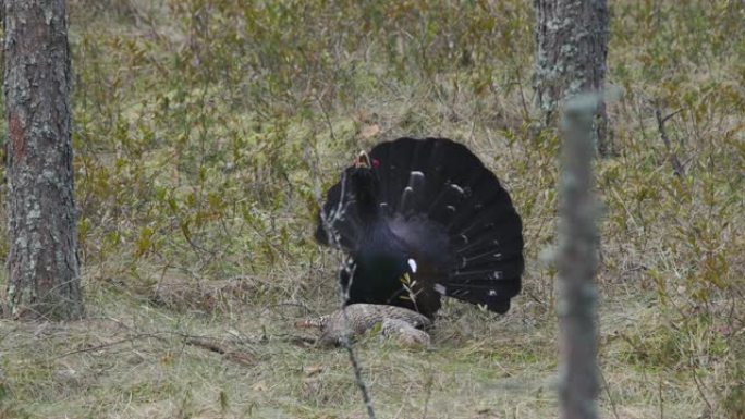 西部刺山柑 (Tetrao urogallus) 交配