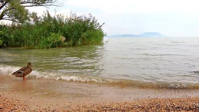 巴拉顿湖上的野鸭