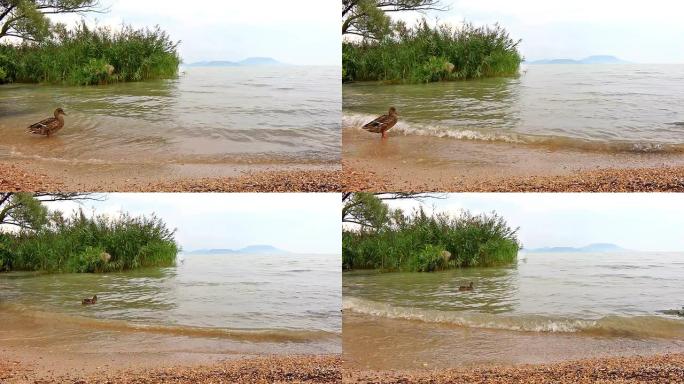 巴拉顿湖上的野鸭