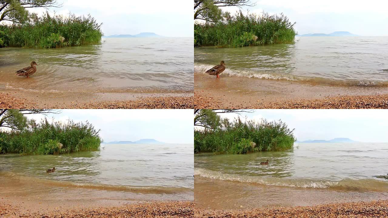 巴拉顿湖上的野鸭