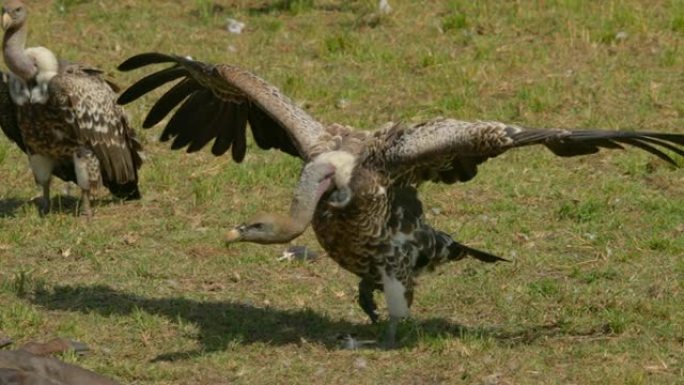 在非洲肯尼亚马赛马拉国家保护区，秃鹰的翅膀张开，以牛羚的尸体为食