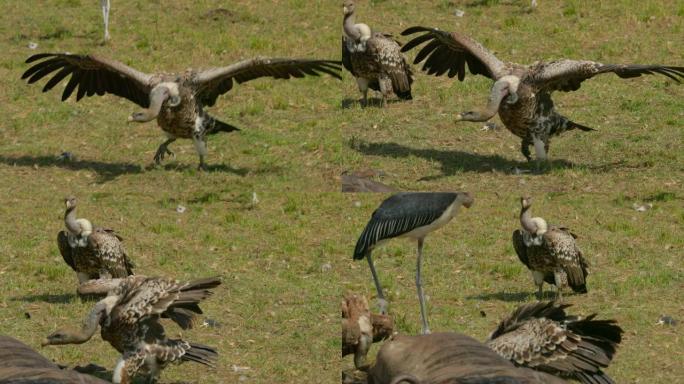 在非洲肯尼亚马赛马拉国家保护区，秃鹰的翅膀张开，以牛羚的尸体为食