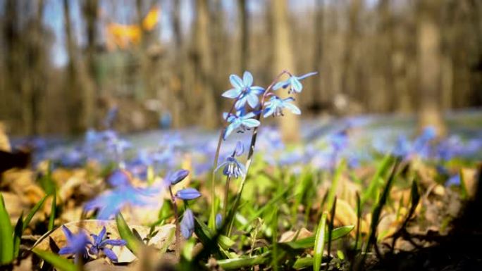 晴天春天公园里的风信子。Scilla siberica或蓝色雪花莲的特写。从下面，从地面看。4 k.