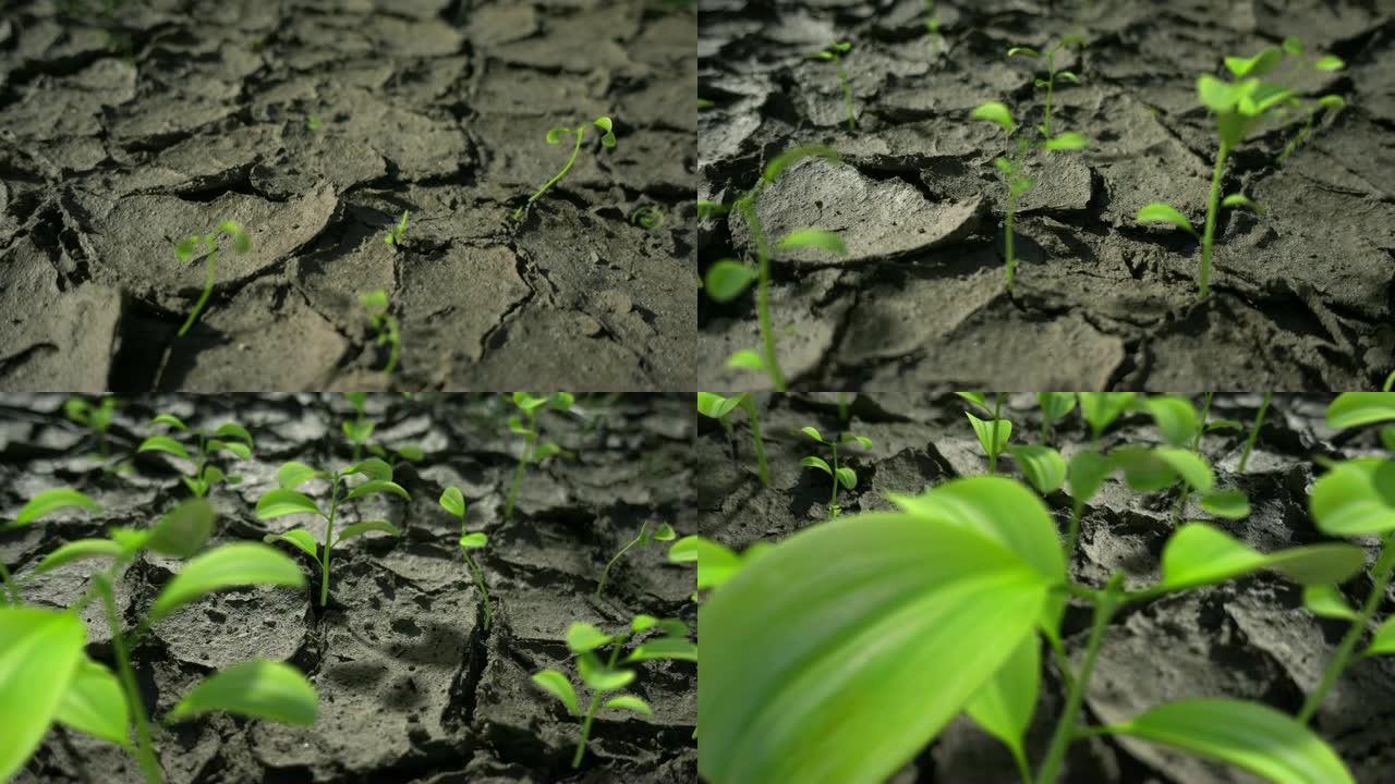 植物生长在干燥的土壤上。干旱结束了，是增长的时候了。争取生命的斗争是胜利的。