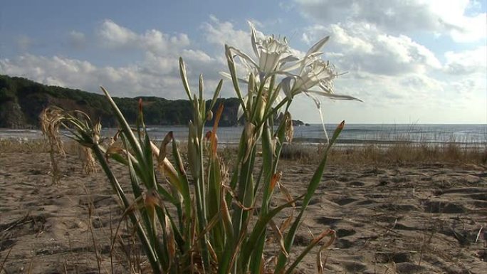 海岸海滩上的海水仙花，海洋水仙花。