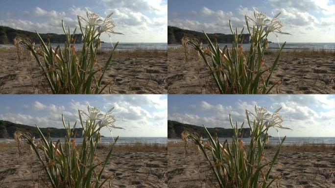海岸海滩上的海水仙花，海洋水仙花。