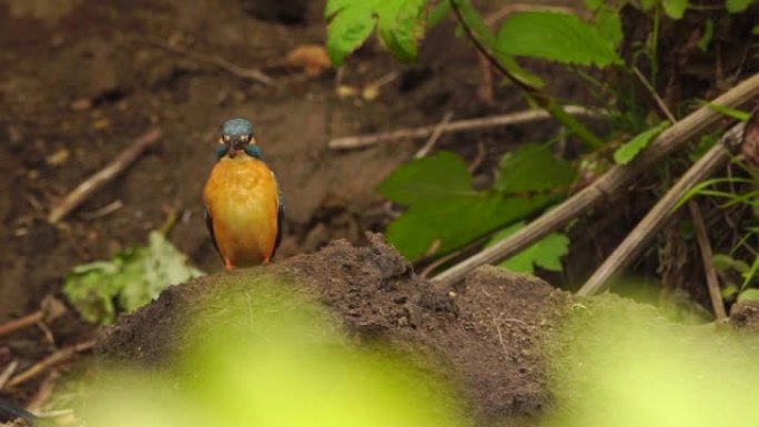 国后岛翠鸟(Alcedo atthis)