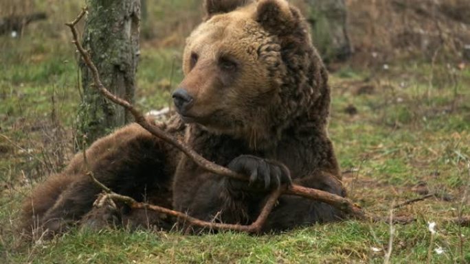 棕熊躺在森林里的地上