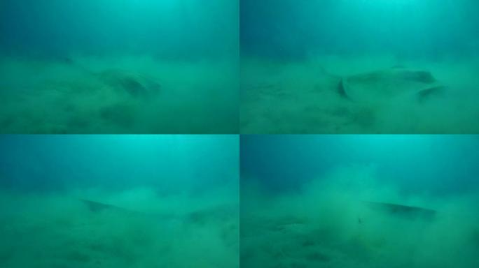 Cowtail黄貂鱼通过升起浑浊的云层在泥泞的底部狩猎-阿布·达巴布 (Abu Dabab)，马萨·