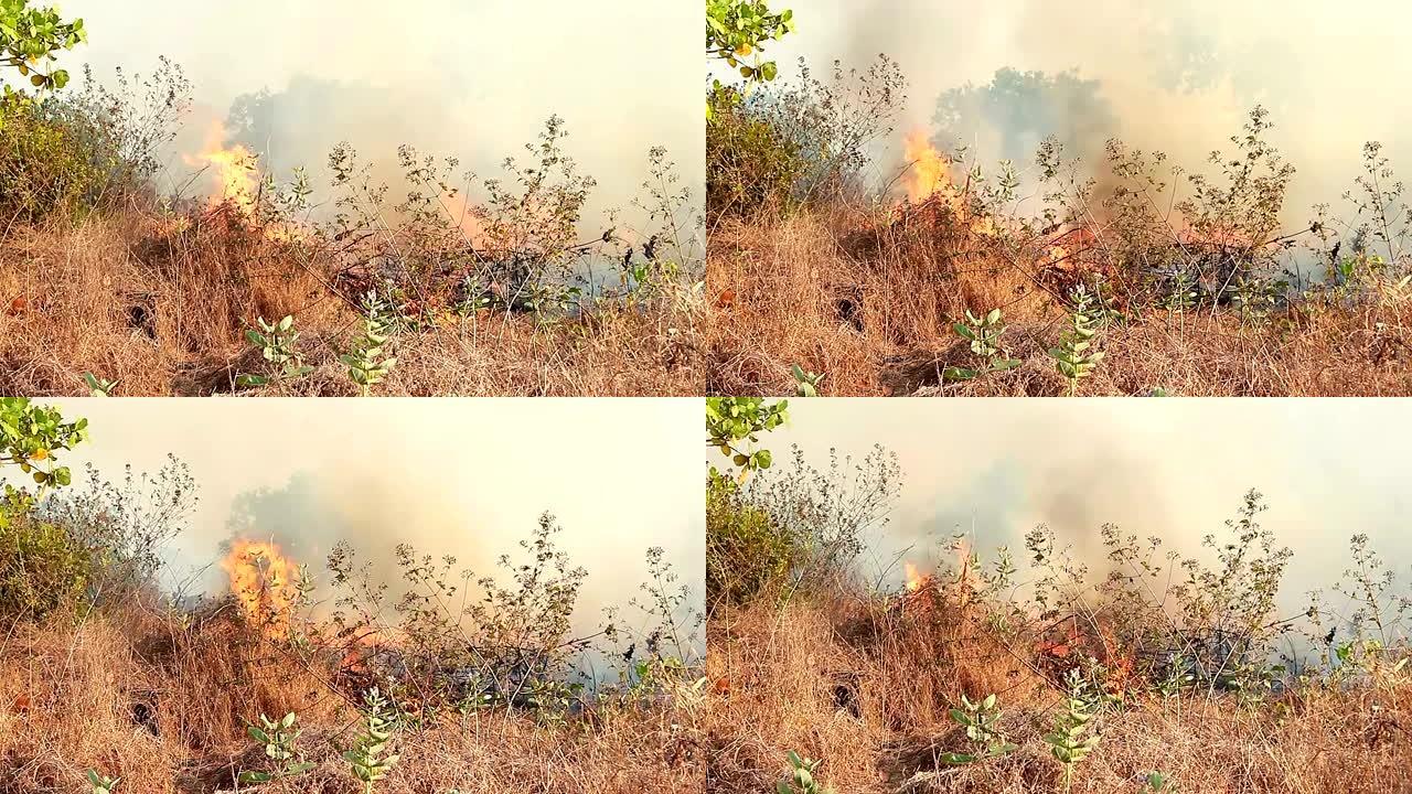 森林里猛烈猛烈的大火