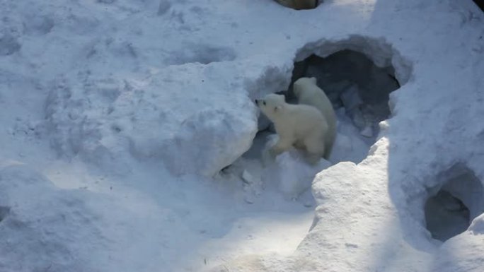 有小幼崽的白色北极熊家族。新生的北极熊幼崽在雪地上玩耍。