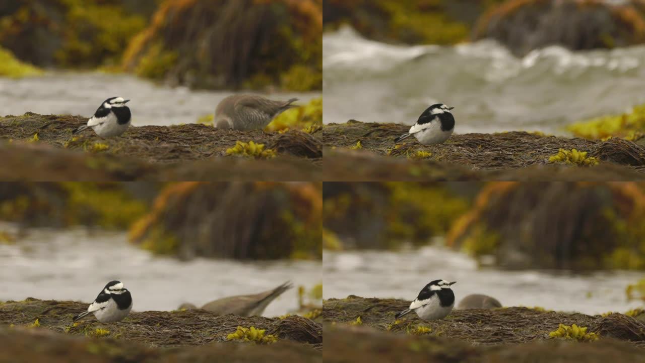 库纳希尔的白w (Motacilla alba lugens)