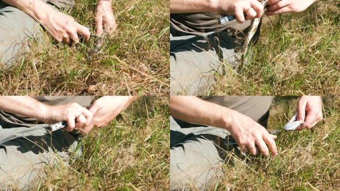 渔夫用刀清理草地上的鱼。双手特写。