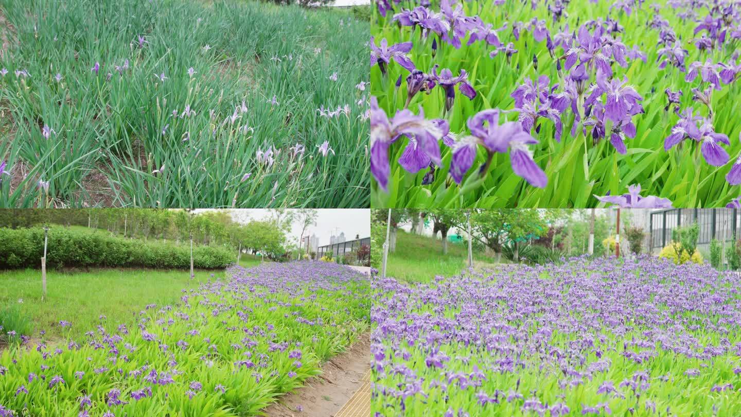 紫色兰花景观绿化