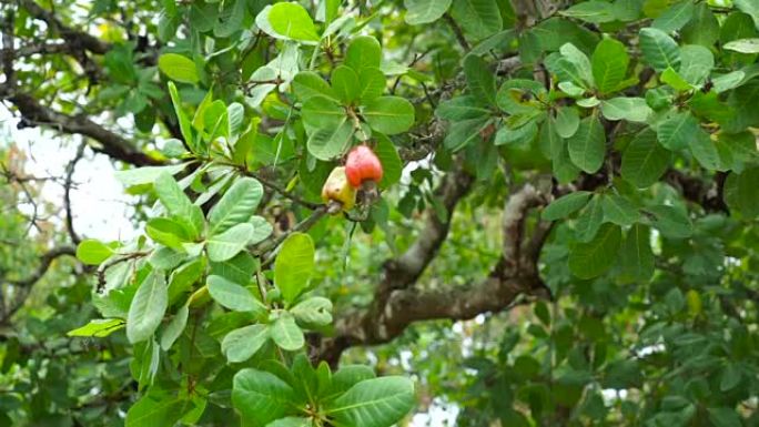 腰果和它们的坚果在树上成熟了