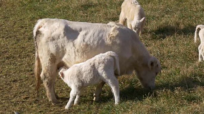 山白母牛和她的婴儿4k vall de nuria