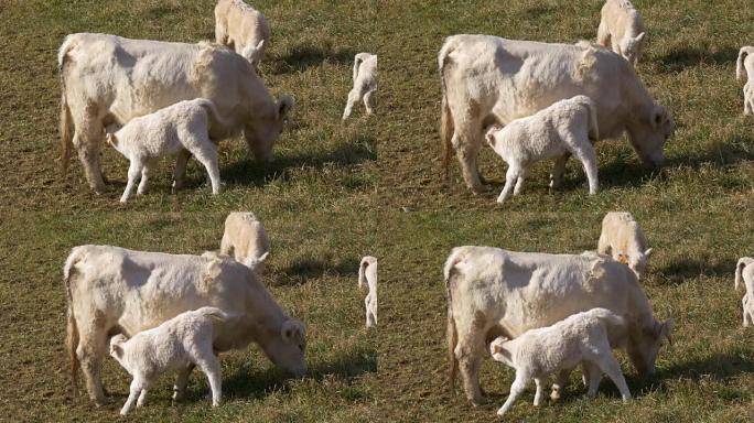 山白母牛和她的婴儿4k vall de nuria