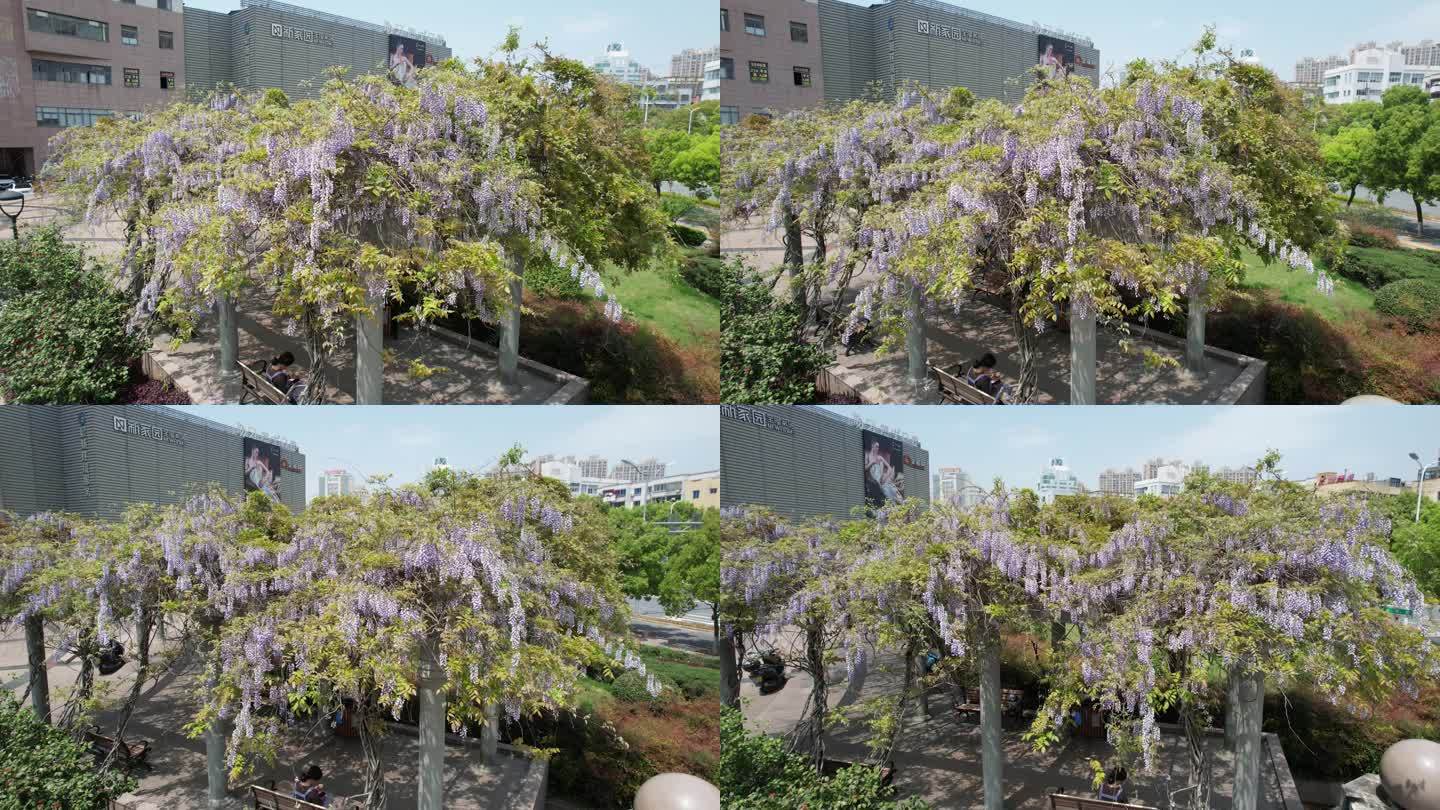 春风中的紫藤花DJI_0978