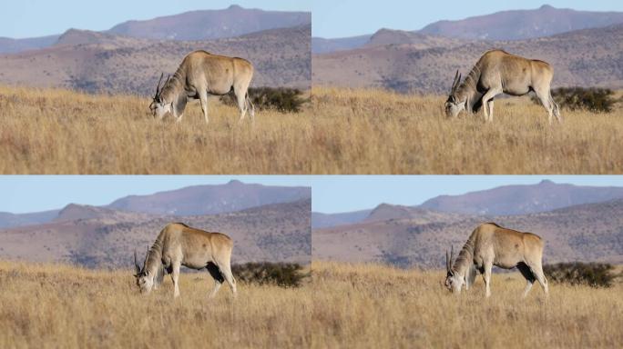 在草原上觅食的羚羊
