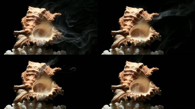 贝壳珊瑚烟雾黑暗背景没有高清镜头