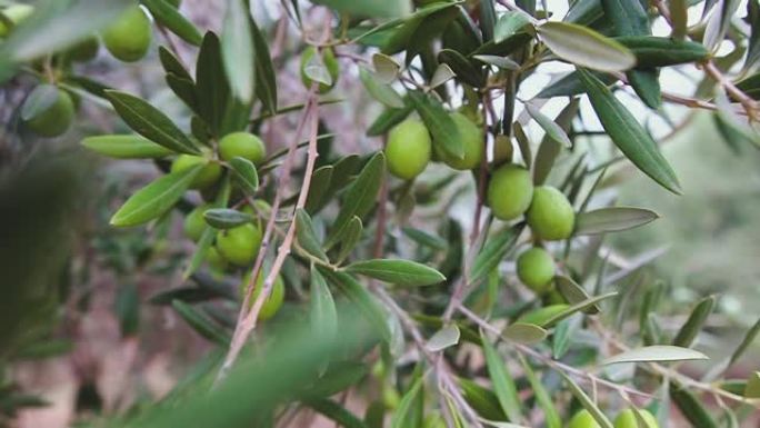 橄榄树树枝上成熟的绿橄榄。橄榄树在风中摇曳，慢动作。种植园里的橄榄树。
