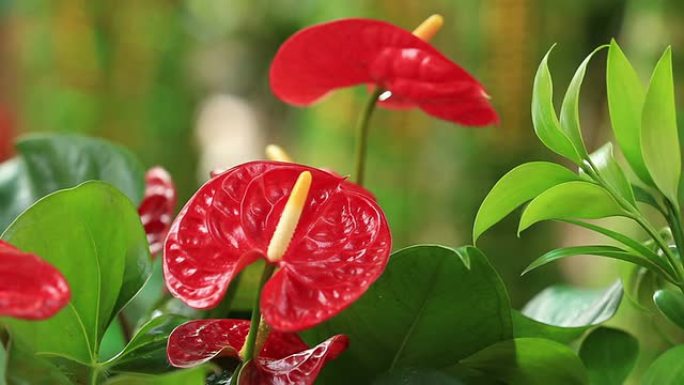 植物园中的红掌花 (anthurium andraeanum，天南星科orarum)