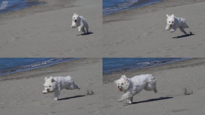 Coton de Tulear狗，在海滩上奔跑的雌性，法国东南部的Camargue，慢动作
