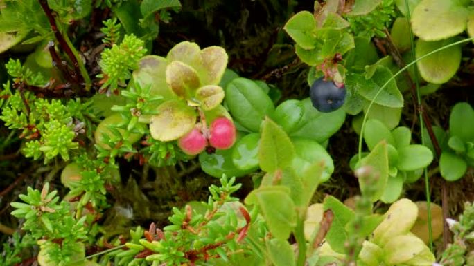 越橘或越橘 (Vaccinium Vitis-idaea) ф т в 欧洲蓝莓 ()，挪威Aver