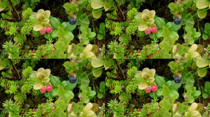 越橘或越橘 (Vaccinium Vitis-idaea) ф т в 欧洲蓝莓 ()，挪威Aver