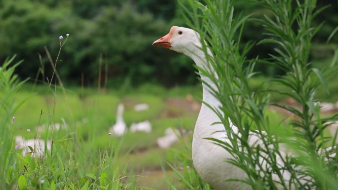 鹅 大白鹅 林下养殖