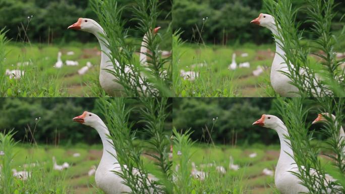 鹅 大白鹅 林下养殖