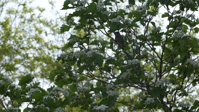 早起的小鸟有虫吃麻雀山楂树上白色山楂花