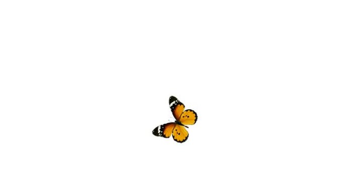 五颜六色的蝴蝶飞来飞去，落了下来