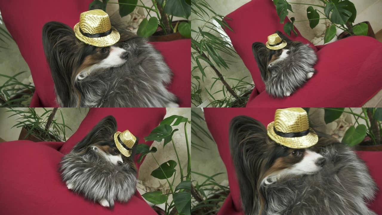 穿着漂亮西装的皮皮大衣和戴着蝴蝶的音乐会帽子的Papillon狗在剪辑素材视频中被移除