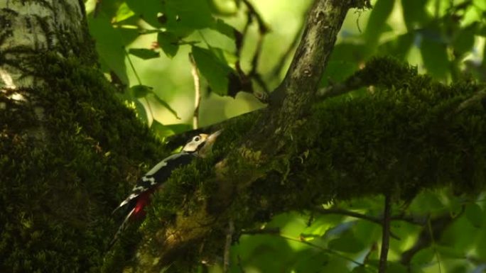 大斑啄木鸟 (Dendrocopos major)