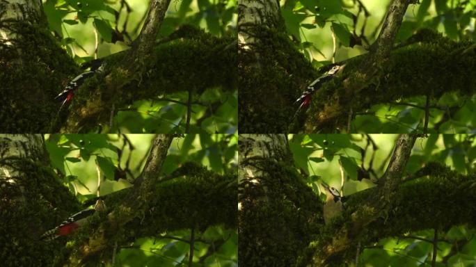 大斑啄木鸟 (Dendrocopos major)