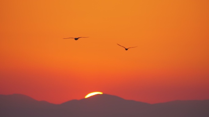 夕阳下海鸥飞舞