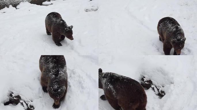 大自然冬天雪中的棕熊