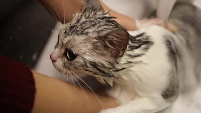美国短毛猫洗牛奶浴