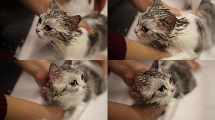 美国短毛猫洗牛奶浴