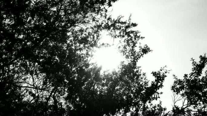 4k单色黑白选择性聚焦低角度拍摄太阳闪烁的耀斑透过移动的树木窥视。风吹过树枝，带着阳光离开。