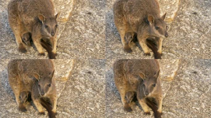 Mareba rock-wallaby本地袋鼠野生动物澳大利亚