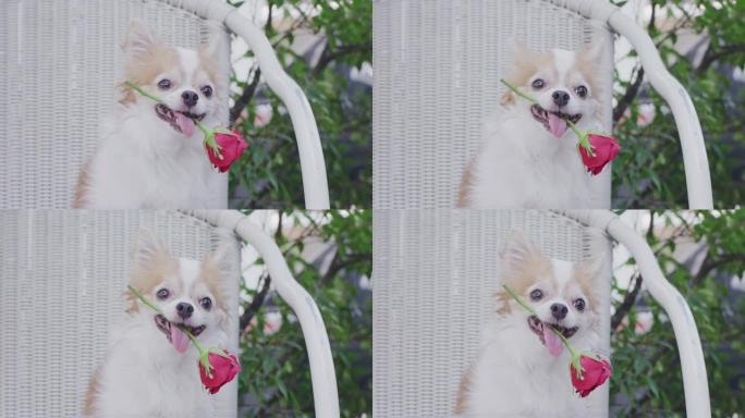 4k，吉娃娃狗的肖像，嘴里拿着红玫瑰
