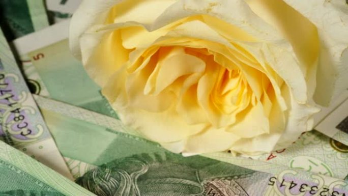 波兰兹罗提纸币和玫瑰花