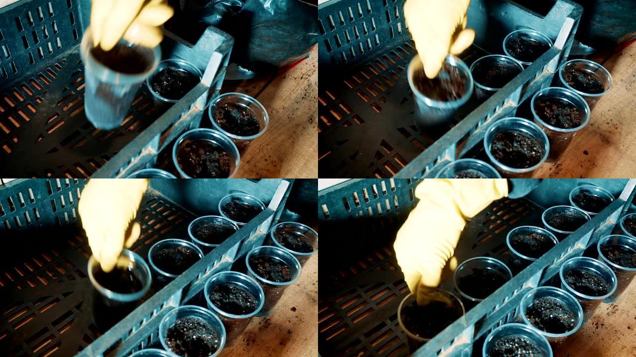 男人的特写镜头拿起种下种子的花园花盆，放在抽屉里