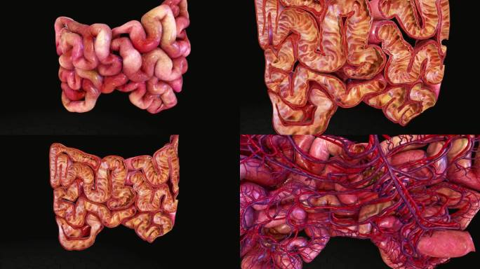 人体小肠三维动画