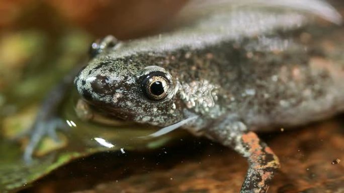 圣塞西莉亚蜂鸣蛙 (Chiasmocleis anatipes)